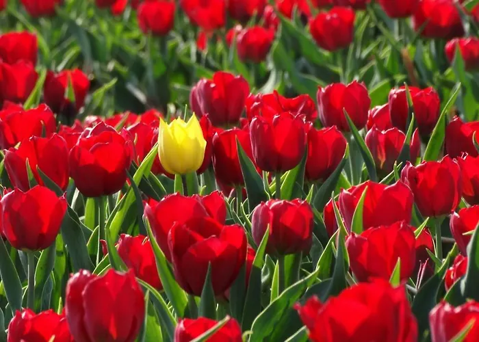 Beachhouse Anna, 1 Minute Walk To The And Centre Of Katwijk, Free Private Parking Next To The House !