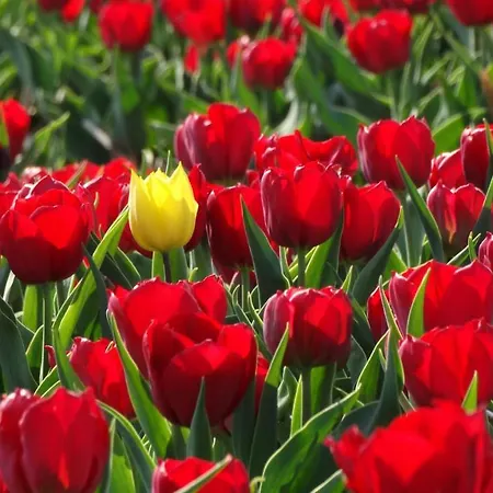 Beachhouse Anna, 1 Minute Walk To The And Centre Of Katwijk, Free Private Parking Next To The House !